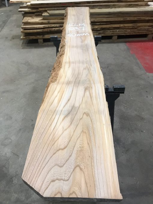 Elm 037