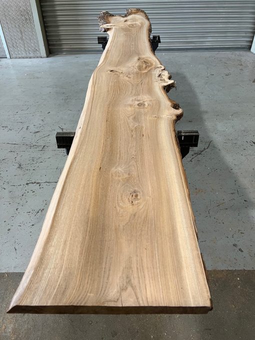 Elm #052