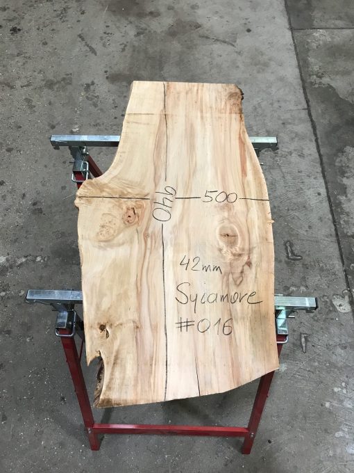Sycamore #016