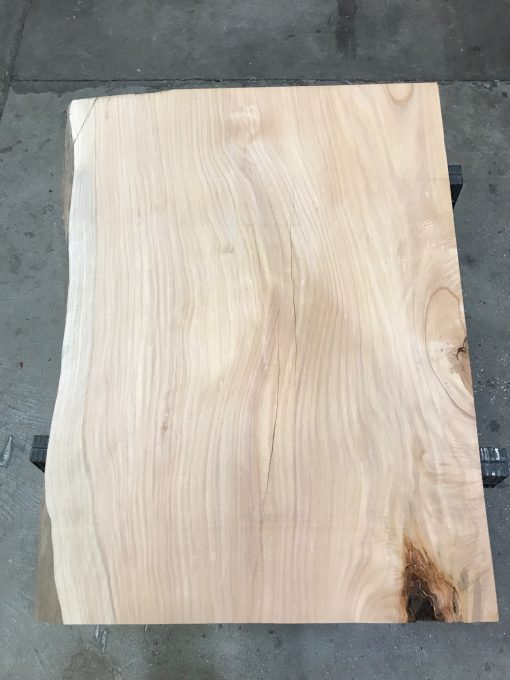 Monterey Cypress #MC03