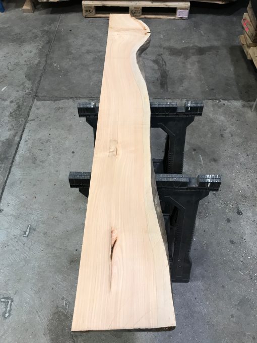 Monterey Cypress #MC04