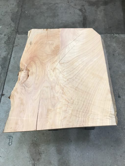 Monterey Cypress #MC06