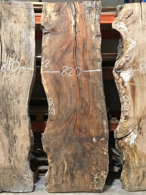 Beech slab #02