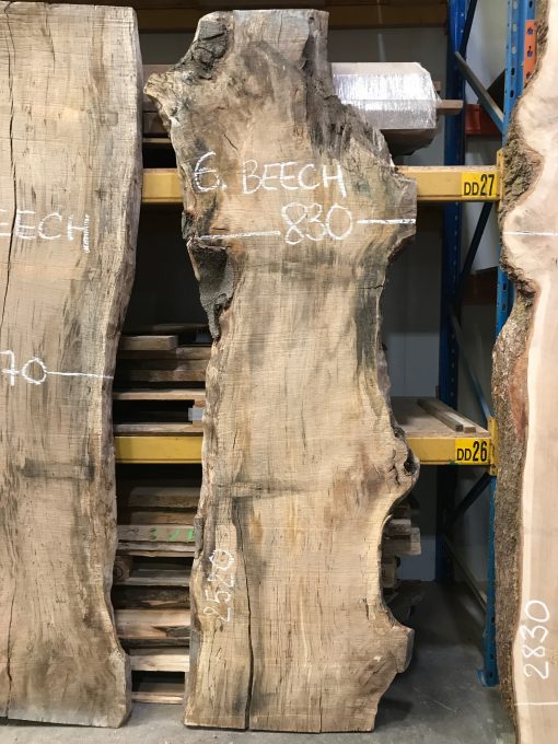 Beech slab #06