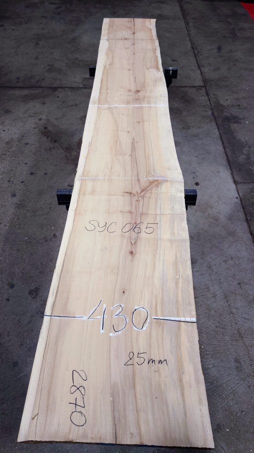Sycamore #065