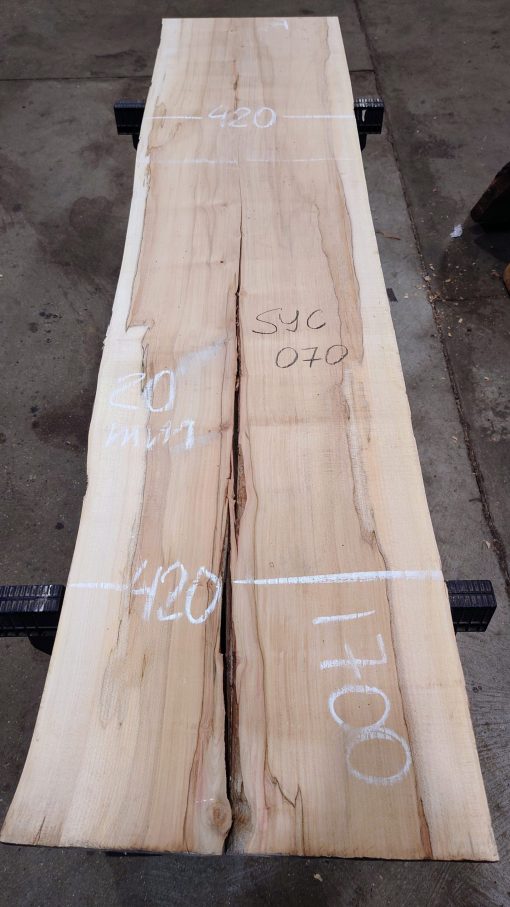 Sycamore #070