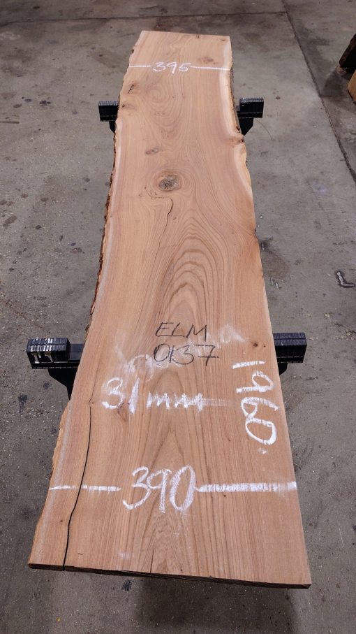 Elm #0137