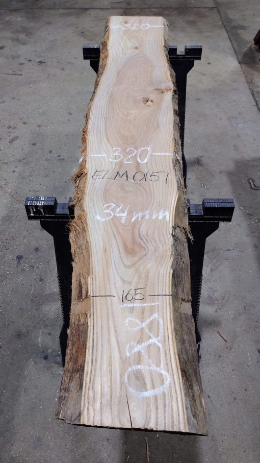 Elm #0151