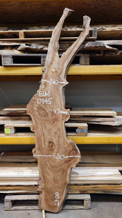 Elm #0145
