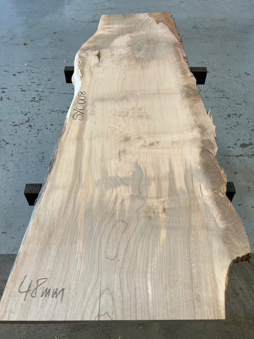 Sycamore #008